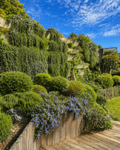Romarain retombant, céanote, retenue de terre en bois, terrasse bois exotique, échalats de châteigner