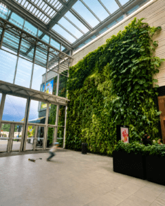 Mur végétal intérieur, situé au centre commercial Docks Bruxsel, Monstera géantes