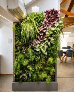 Luxembourg, mur végétal plantes exotiques, mur végétal intérieur, begonia, spatiphilum, palmiers