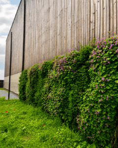 Wiltz, Luxembourg mur végétal extérieur, bardage bois, géranium cantabriense, lonicera, biodiversité